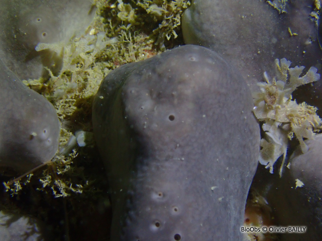Fesse d'éléphant - Pachymatisma johnstonia - Olivier BAILLY - BioObs