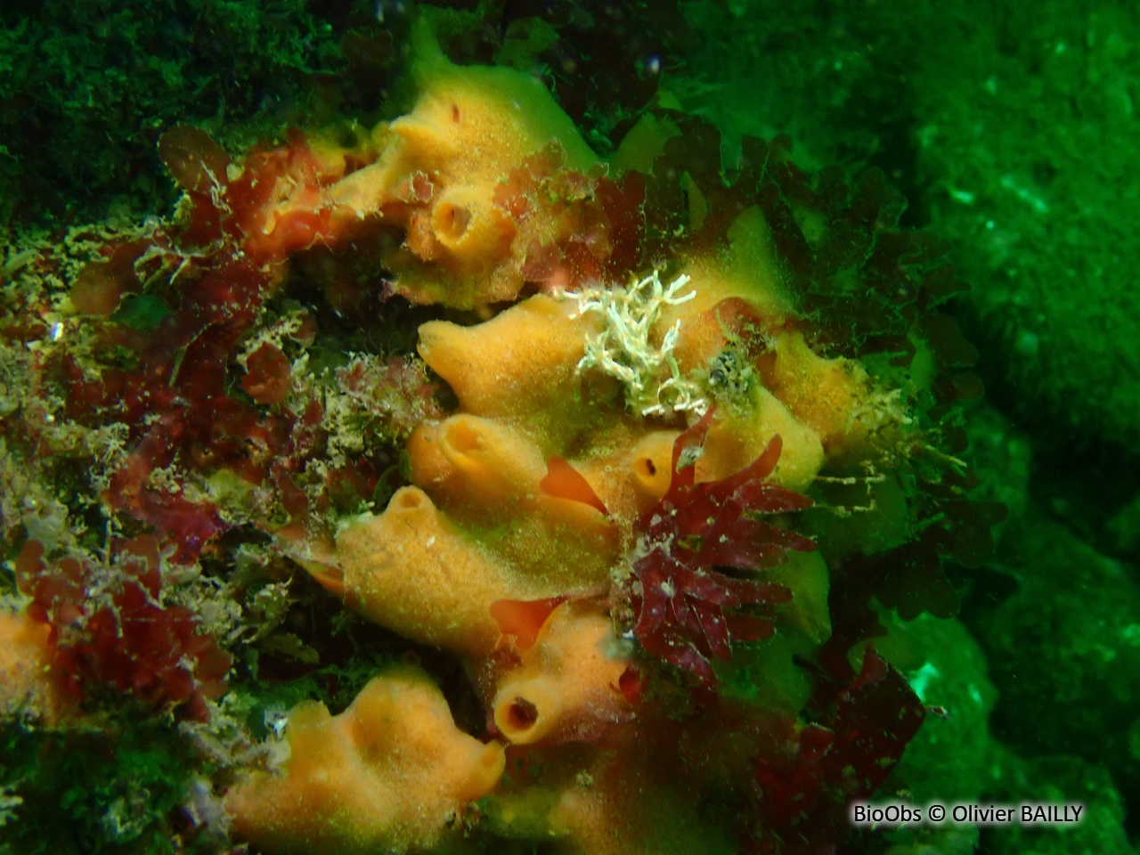 Eponge mousse de carotte - Amphilectus fucorum - Olivier BAILLY - BioObs