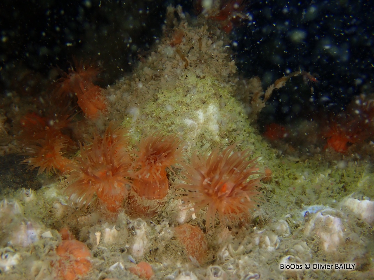 Anémone flammée - Diadumene cincta - Olivier BAILLY - BioObs
