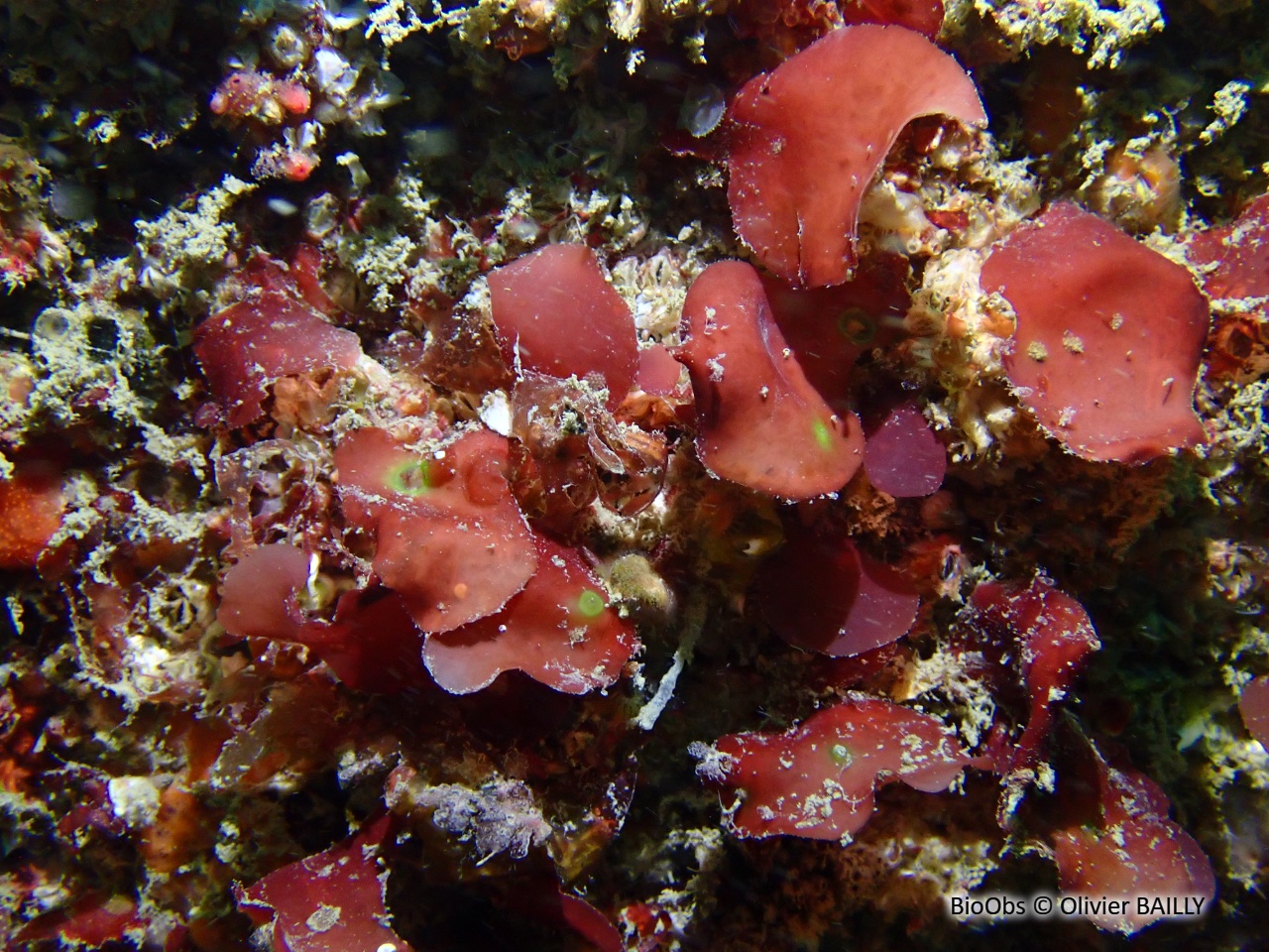 Meredithia à petites feuilles - Meredithia microphylla - Olivier BAILLY - BioObs