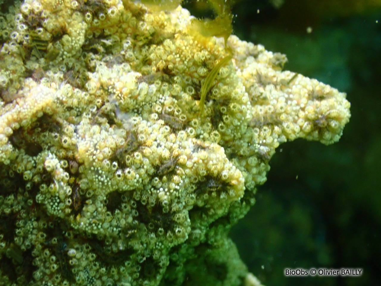 Botrylloïde - Botrylloides sp. - Olivier BAILLY - BioObs