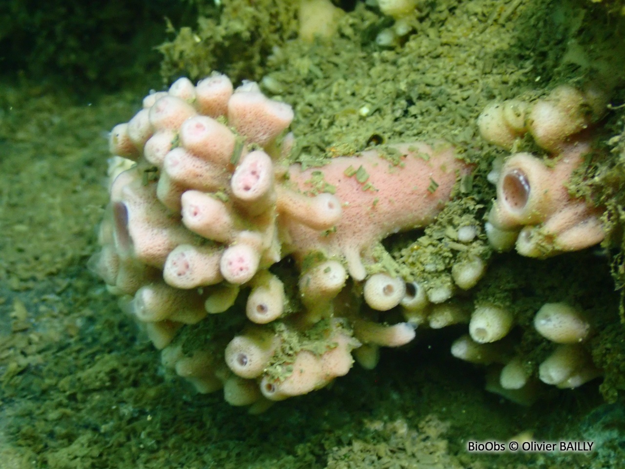 Chaline cendrée - Haliclona (Reniera) cinerea - Olivier BAILLY - BioObs