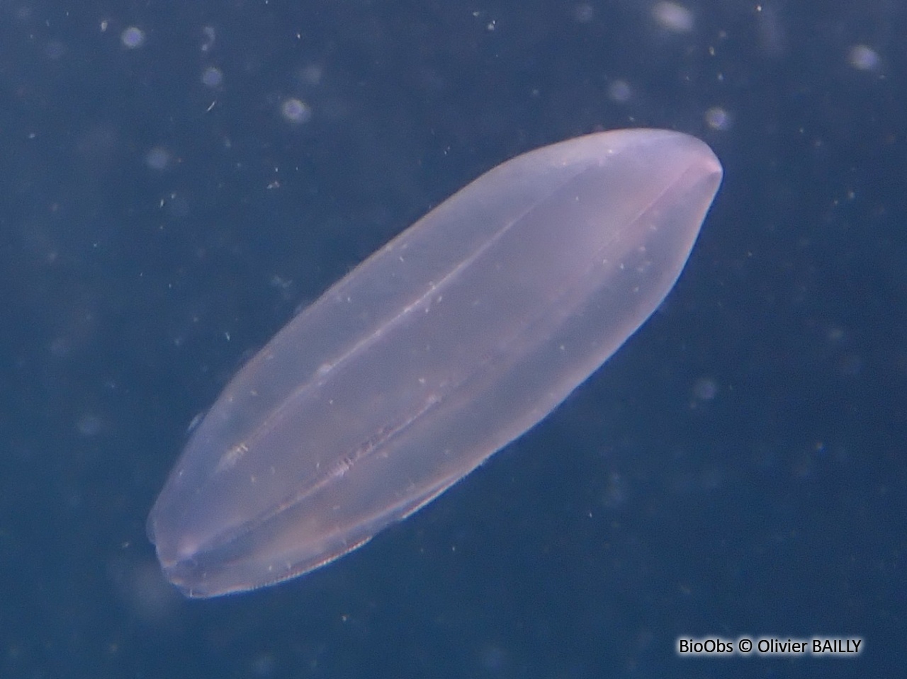 Béroé ovale - Beroe ovata - Olivier BAILLY - BioObs