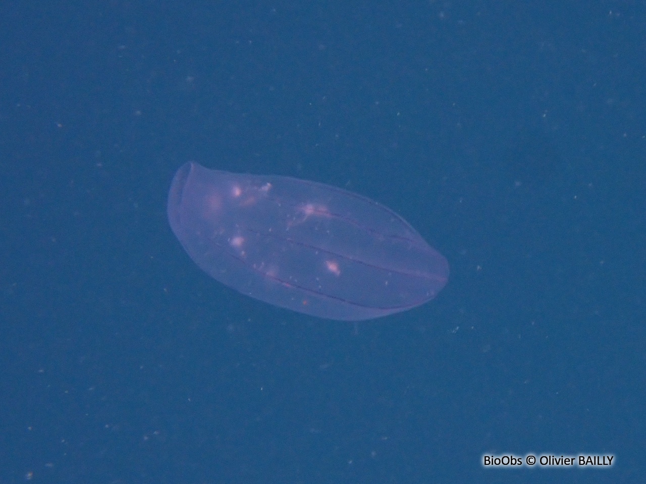Béroé ovale - Beroe ovata - Olivier BAILLY - BioObs