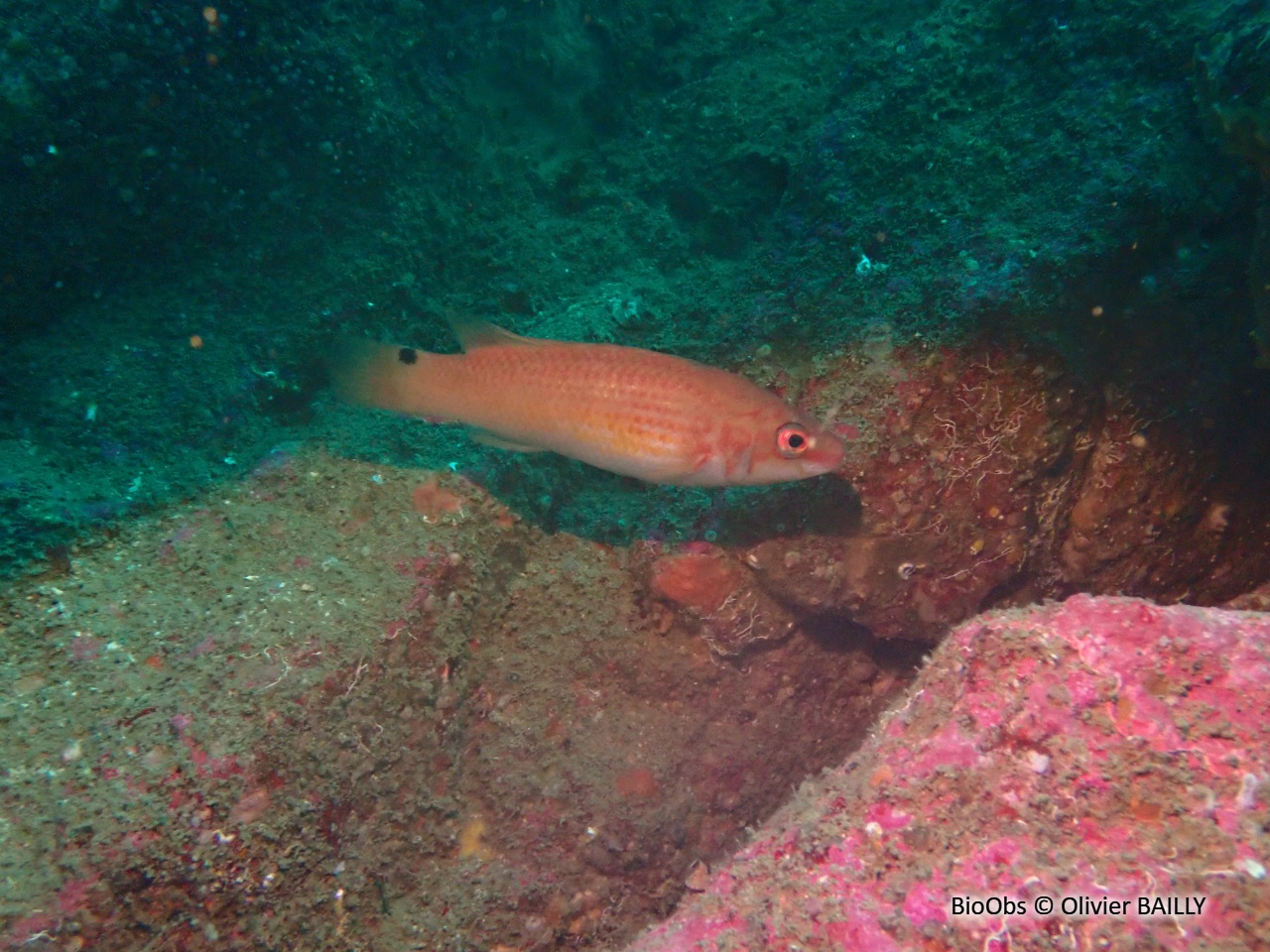 Rouquié - Ctenolabrus rupestris - Olivier BAILLY - BioObs
