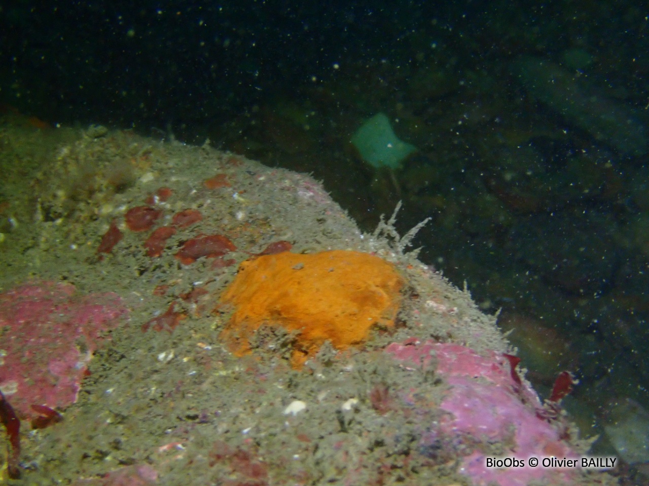 Halomonas du Titanic - Halomonas titanicae - Olivier BAILLY - BioObs