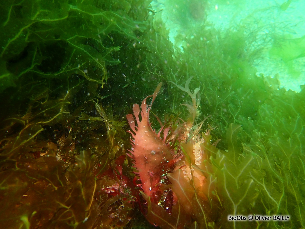 Algue ciliée - Calliblepharis ciliata - Olivier BAILLY - BioObs