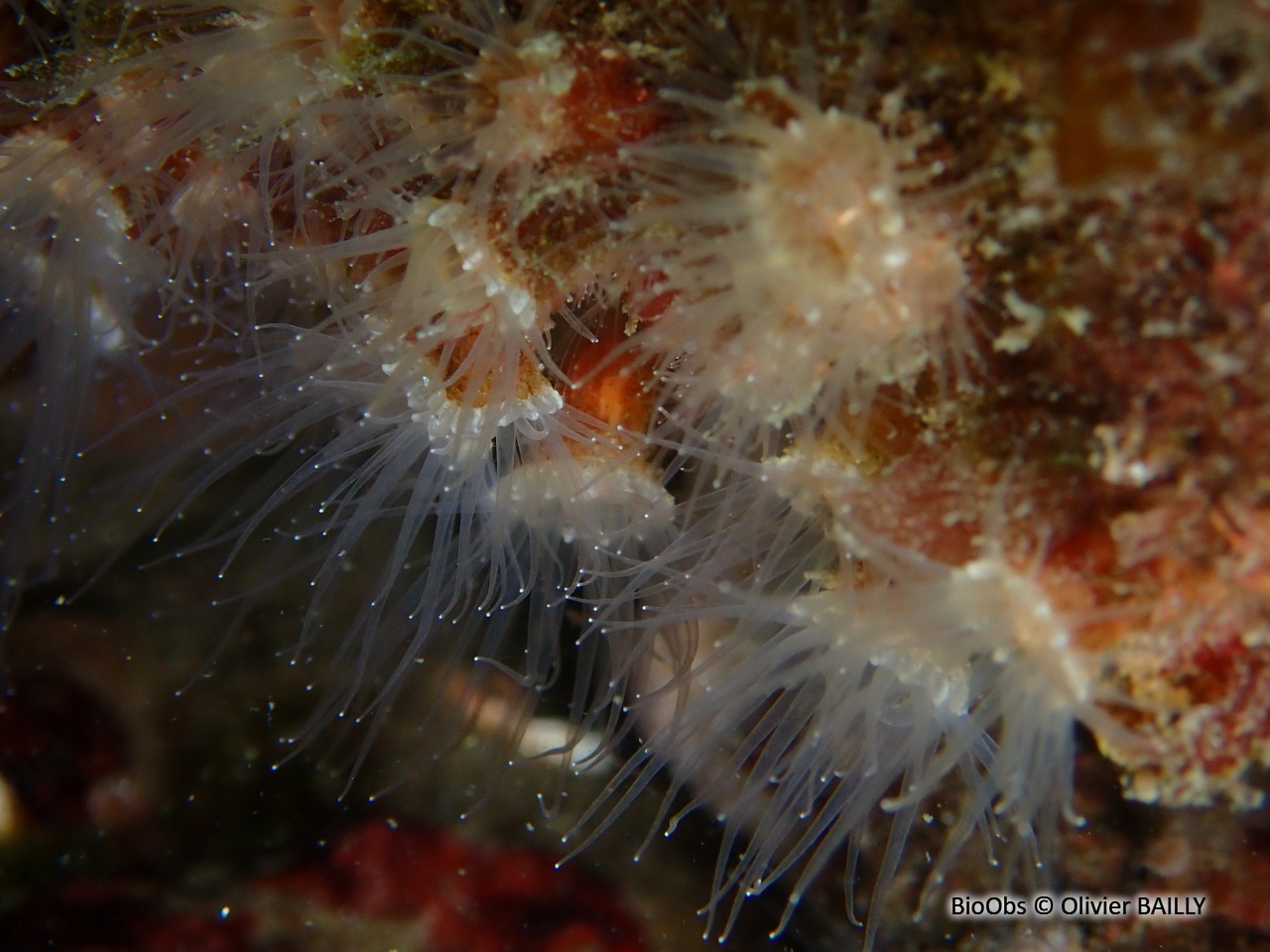 Anémone encroûtante beige - Epizoanthus arenaceus - Olivier BAILLY - BioObs
