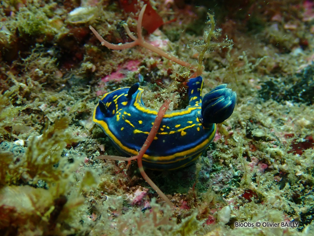 Doris cantabrique - Felimare cantabrica - Olivier BAILLY - BioObs