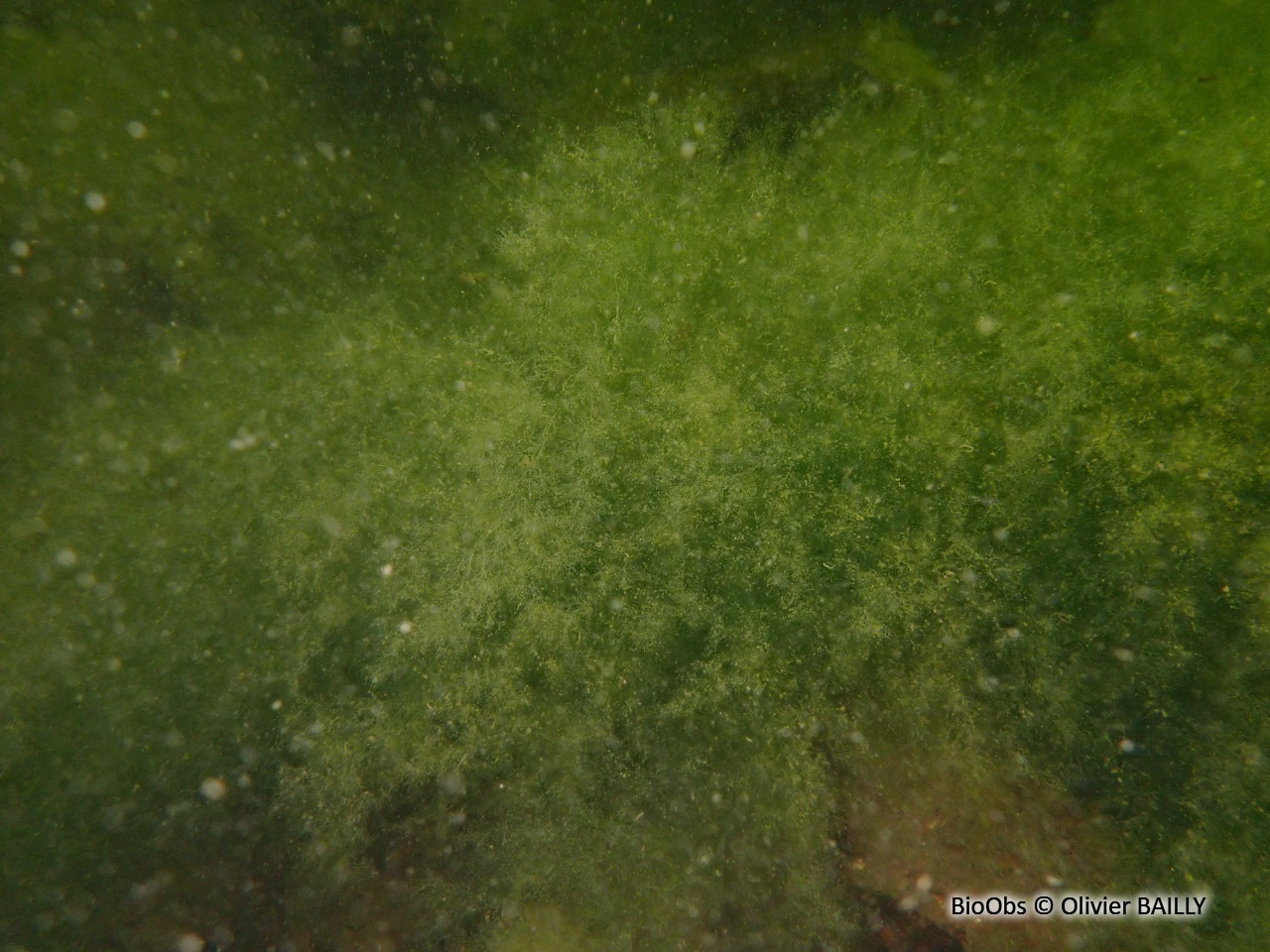 Cladophore - Cladophora sp. - Olivier BAILLY - BioObs