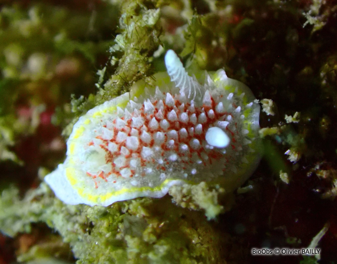 Doris diaphane - Diaphorodoris luteocincta - Olivier BAILLY - BioObs