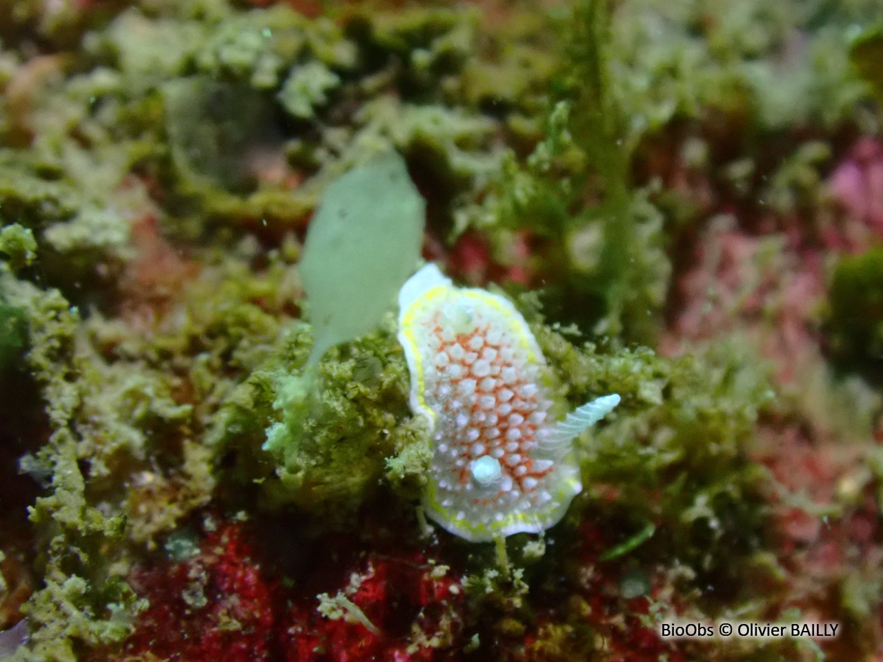 Doris diaphane - Diaphorodoris luteocincta - Olivier BAILLY - BioObs