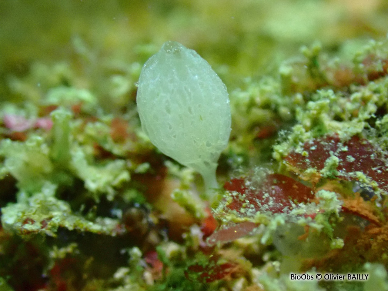 Clathrine pédonculée - Clathrina lacunosa - Olivier BAILLY - BioObs