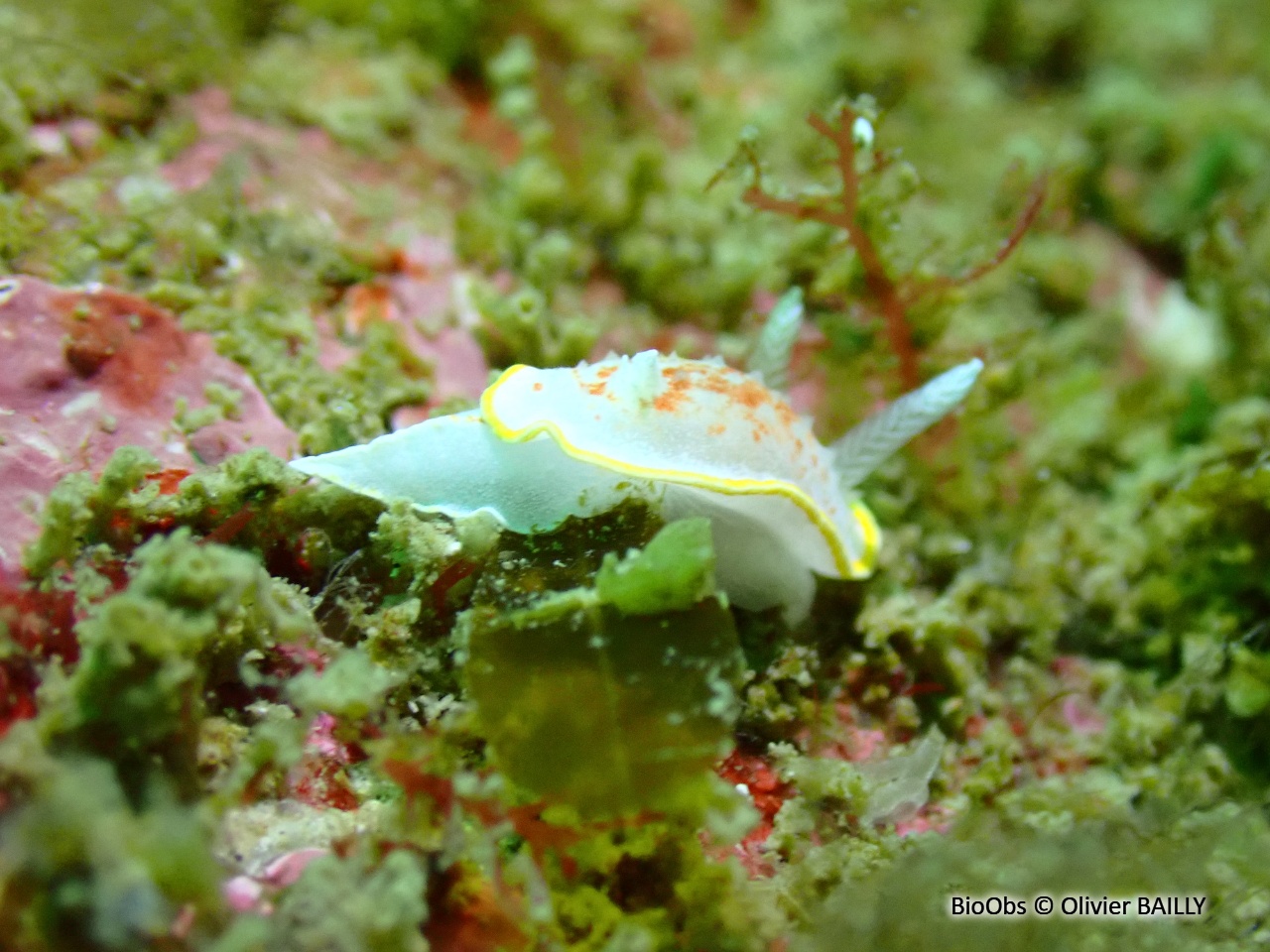 Doris blanc à couronne d'or - Diaphorodoris alba - Olivier BAILLY - BioObs