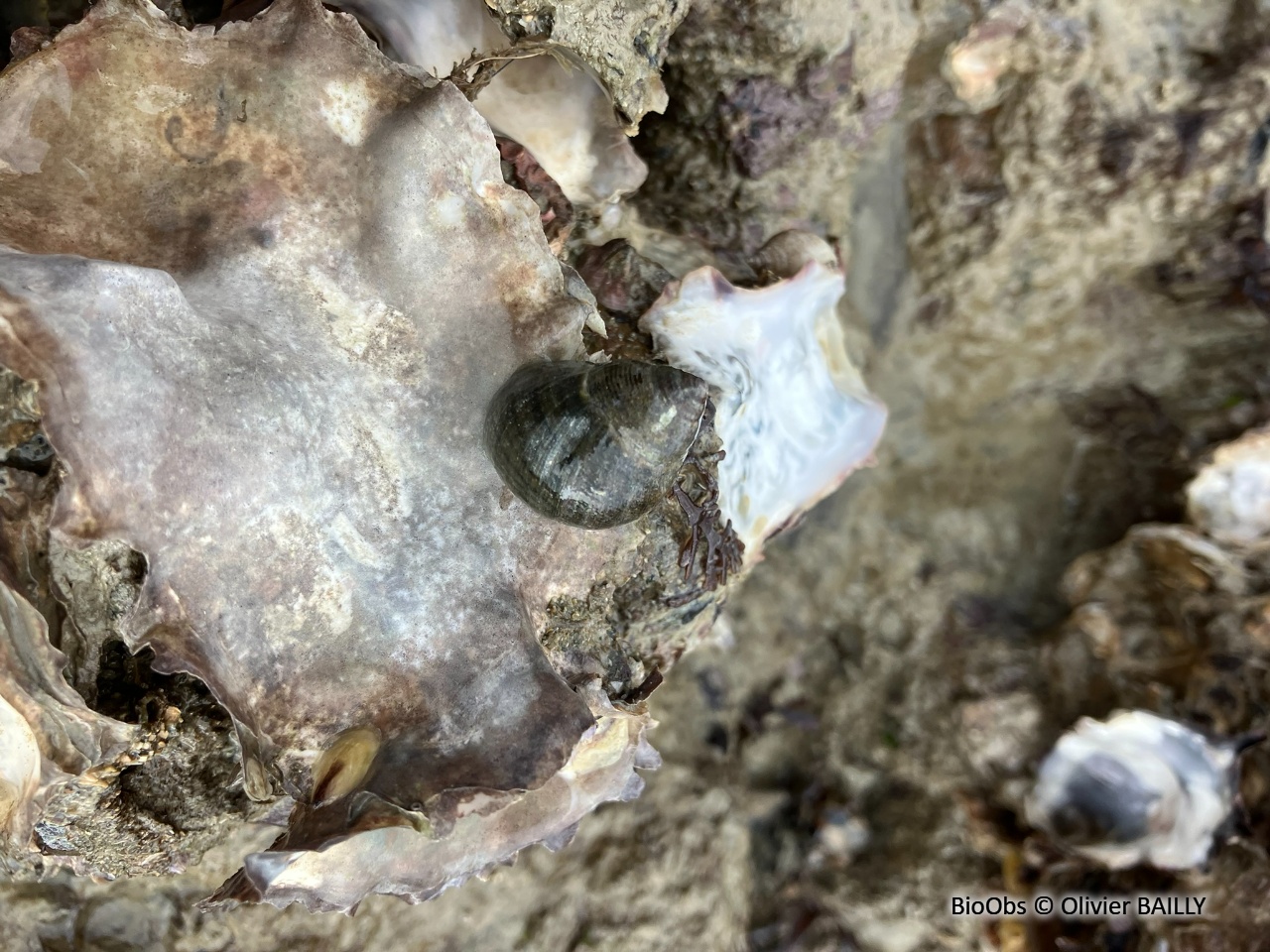 Bigorneau - Littorina littorea - Olivier BAILLY - BioObs