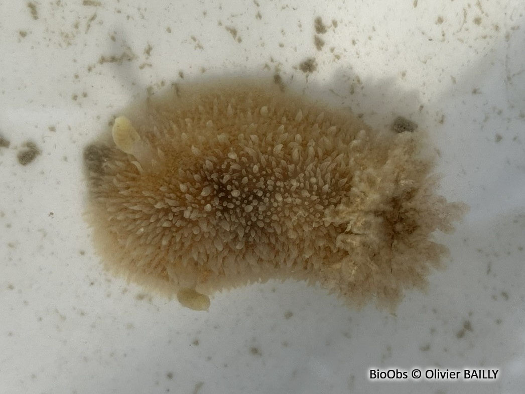 Doris épineuse - Acanthodoris pilosa - Olivier BAILLY - BioObs