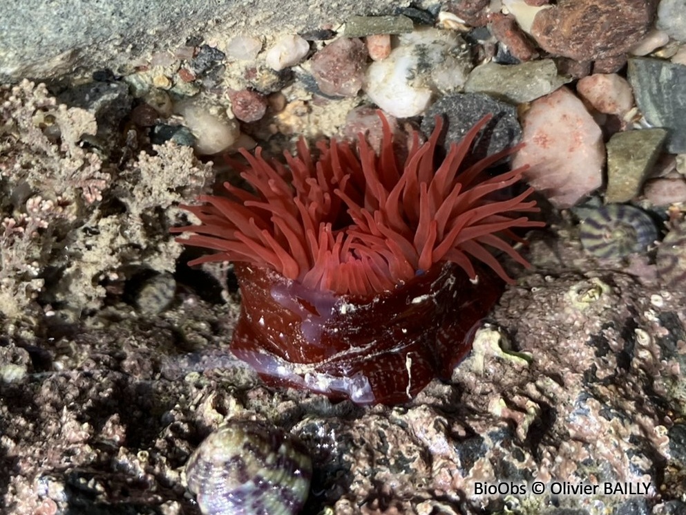 Tomate de mer de l'Atlantique - Actinia equina - Olivier BAILLY - BioObs