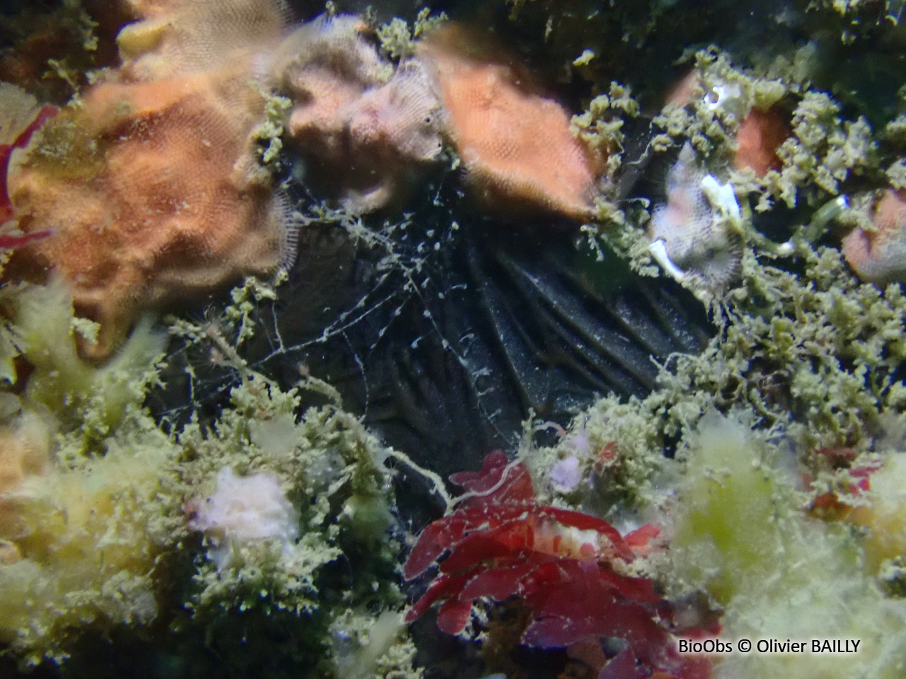 Eponge aile de chauve souris - Dercitus (Dercitus) bucklandi - Olivier BAILLY - BioObs