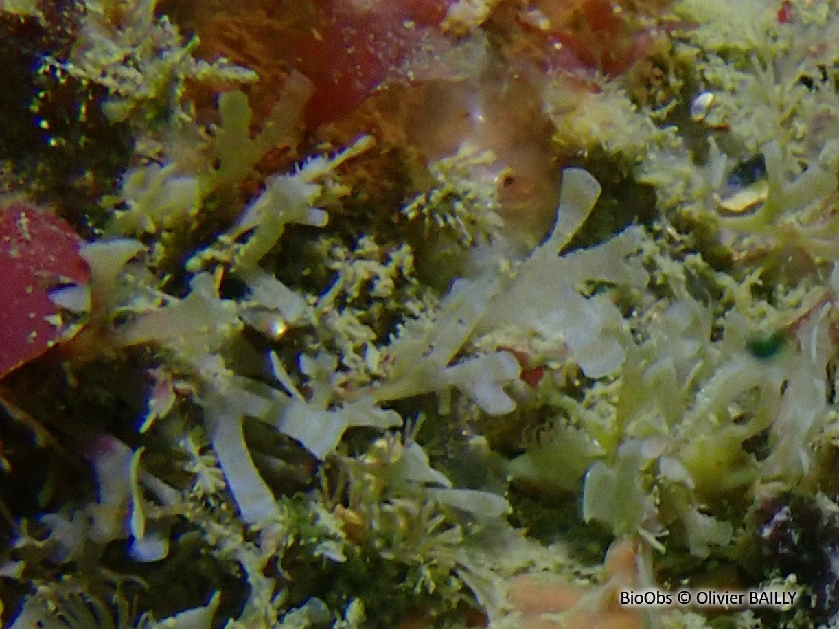 Chartelle, petite flustre - Chartella papyracea - Olivier BAILLY - BioObs