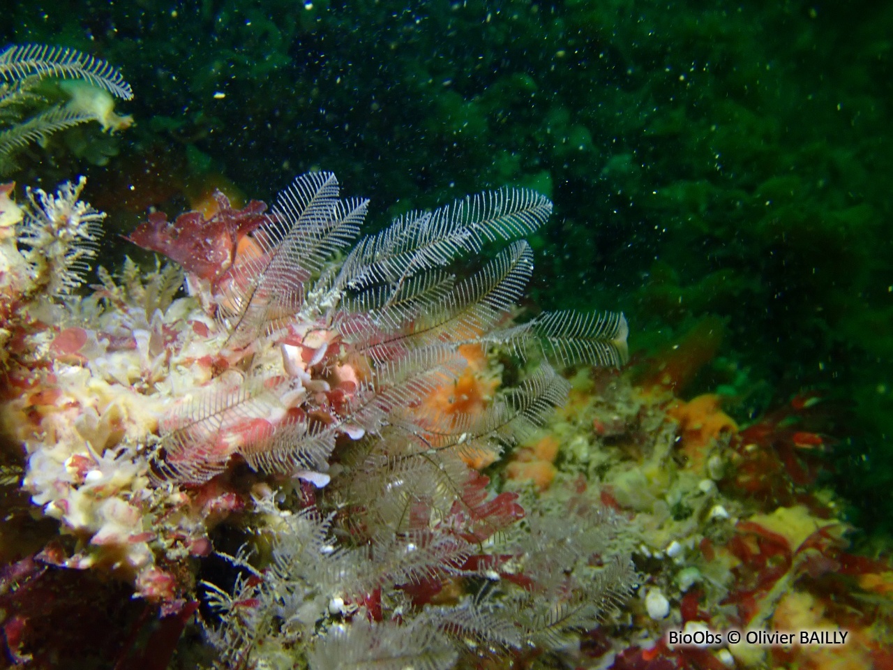 Plumulaire - Aglaophenia tubiformis - Olivier BAILLY - BioObs