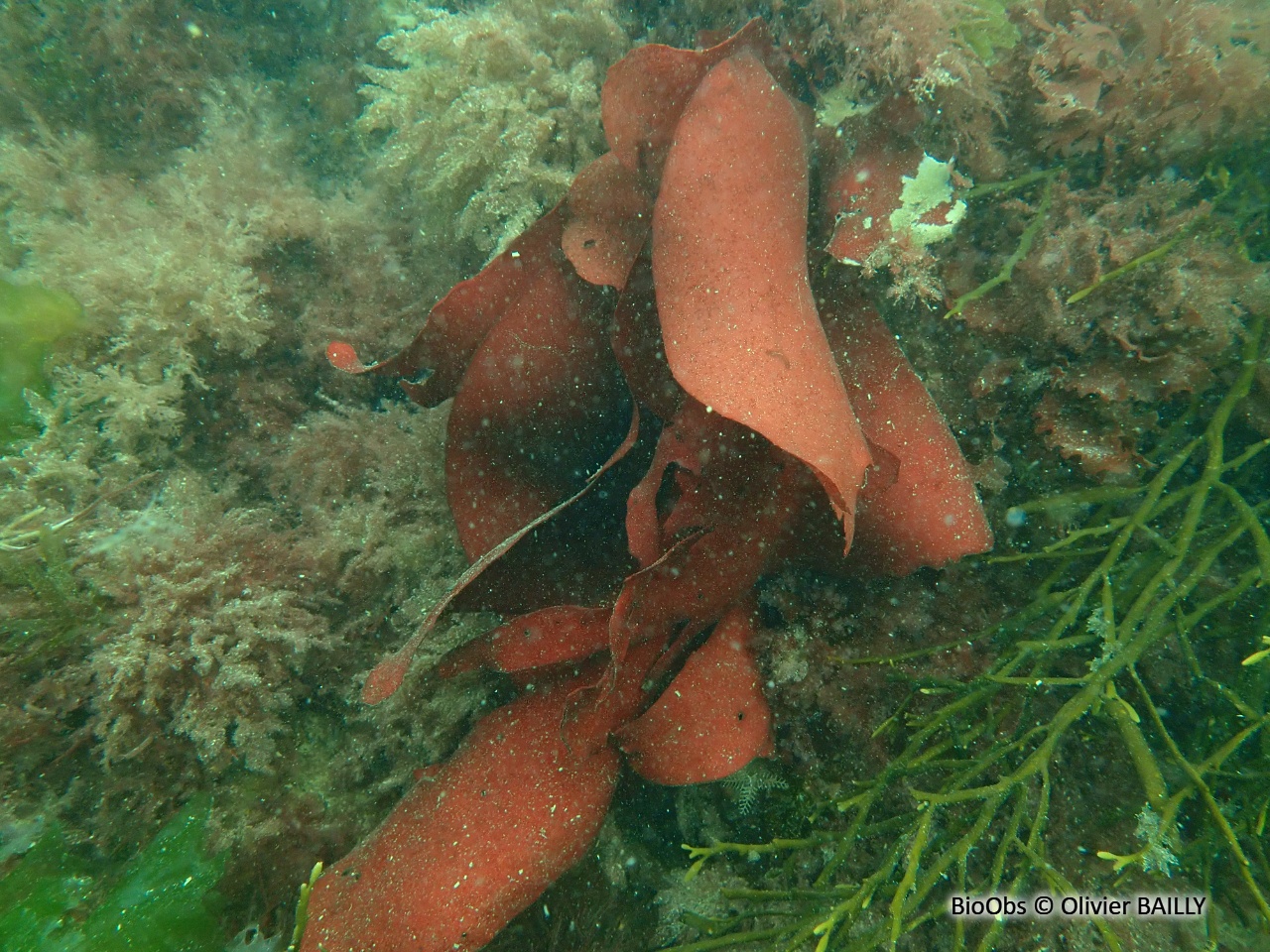 Steak de mer - Dilsea carnosa - Olivier BAILLY - BioObs