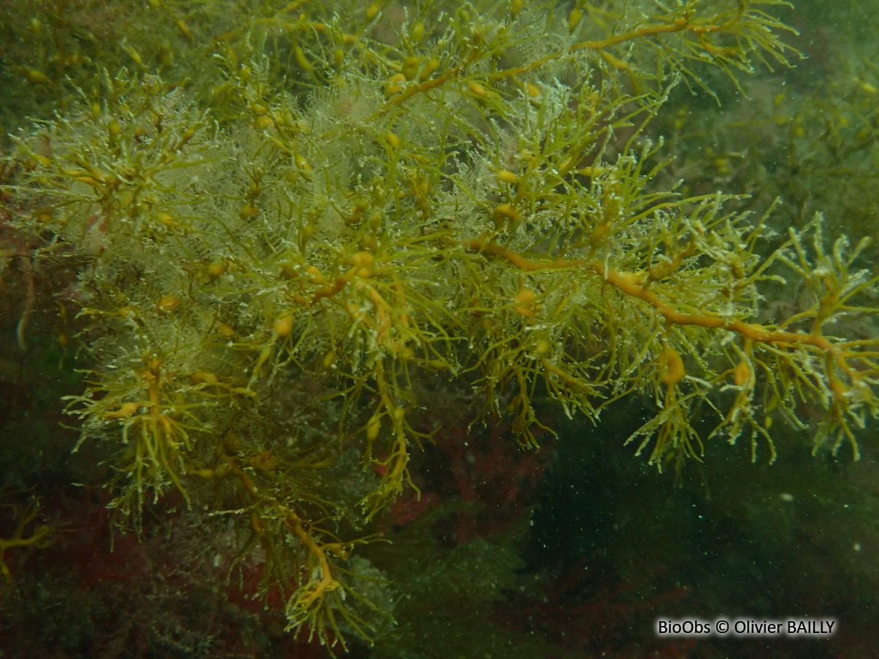 Cystoseire de manche atlantique - Cystoseira spp - Olivier BAILLY - BioObs