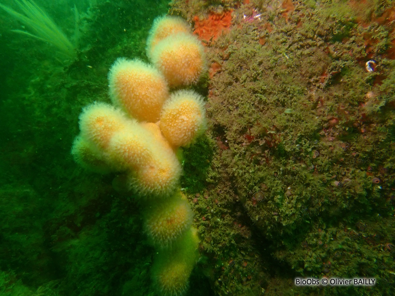 Alcyon jaune - Alcyonium digitatum - Olivier BAILLY - BioObs