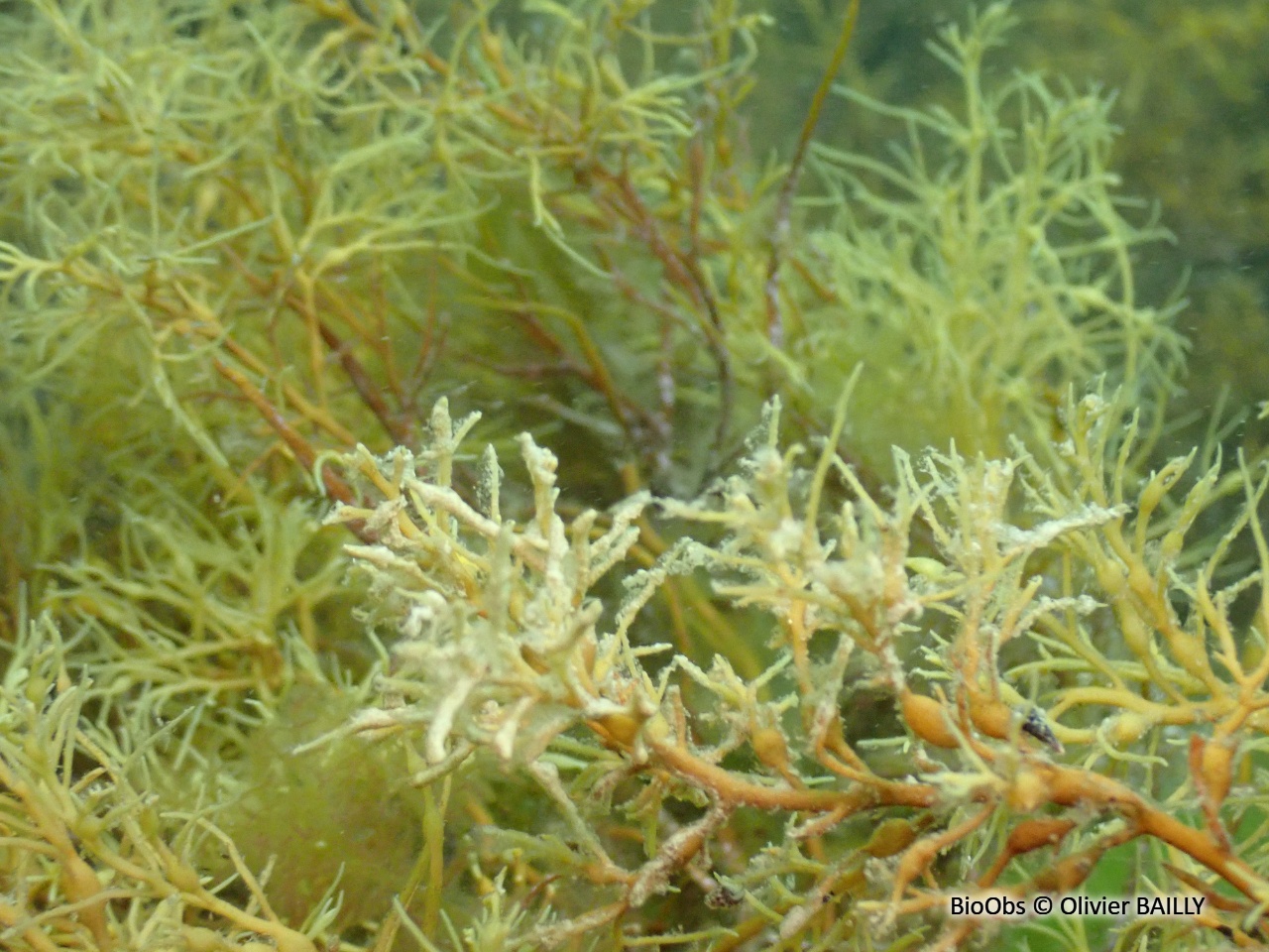 Cystoseire de manche atlantique - Cystoseira spp - Olivier BAILLY - BioObs