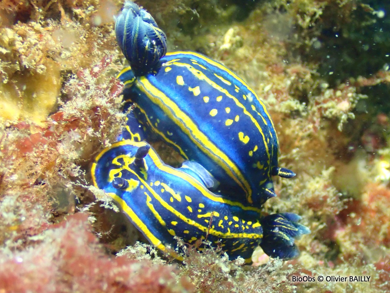 Doris cantabrique - Felimare cantabrica - Olivier BAILLY - BioObs
