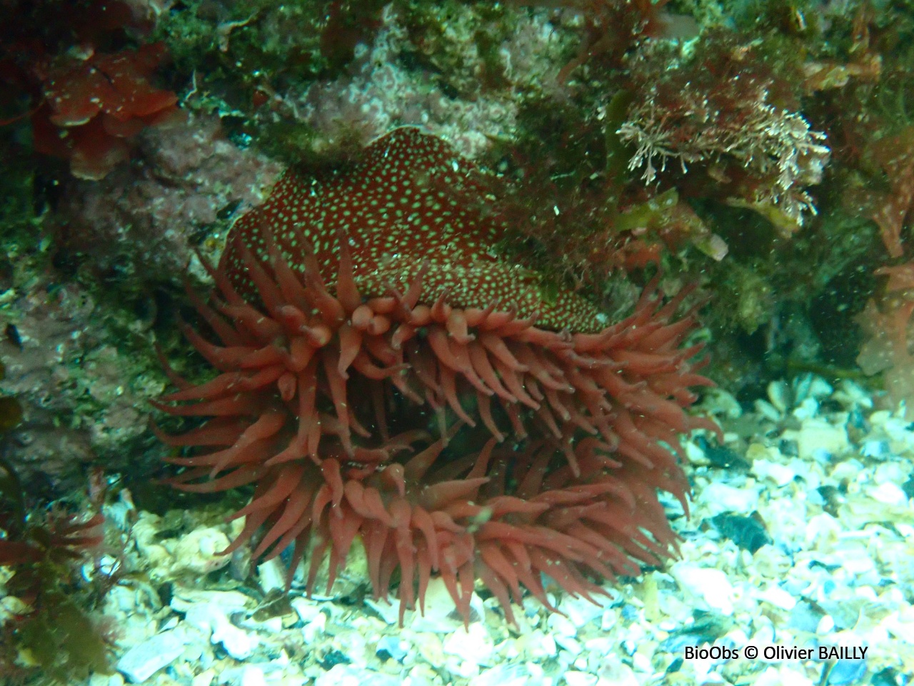 Anémone fraise - Actinia fragacea - Olivier BAILLY - BioObs