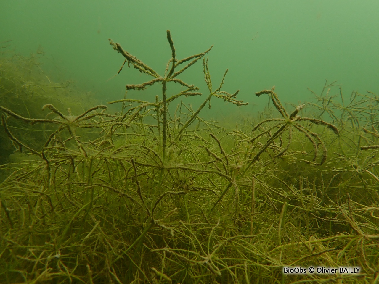 Characée commune - Chara vulgaris - Olivier BAILLY - BioObs