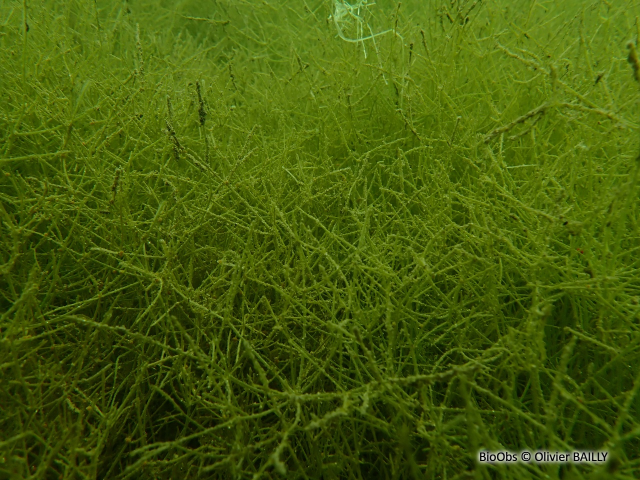 Characée commune - Chara vulgaris - Olivier BAILLY - BioObs