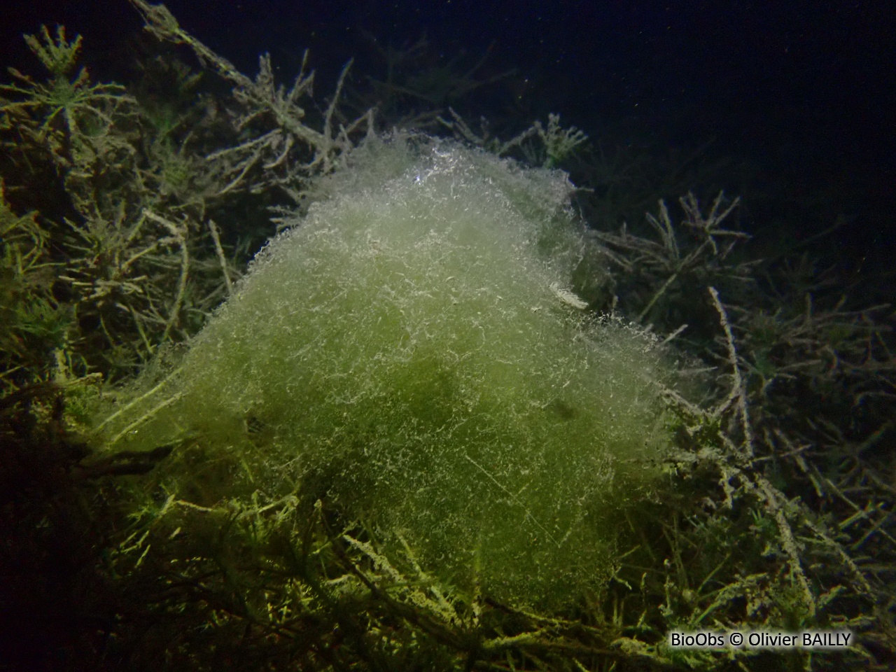 Spirogyre - Spirogyra sp. - Olivier BAILLY - BioObs