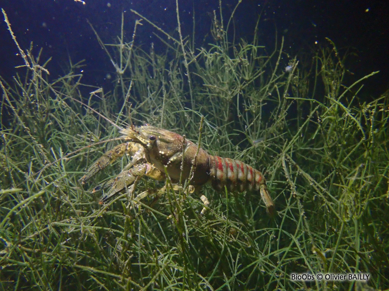 Ecrevisse américaine - Faxonius limosus - Olivier BAILLY - BioObs