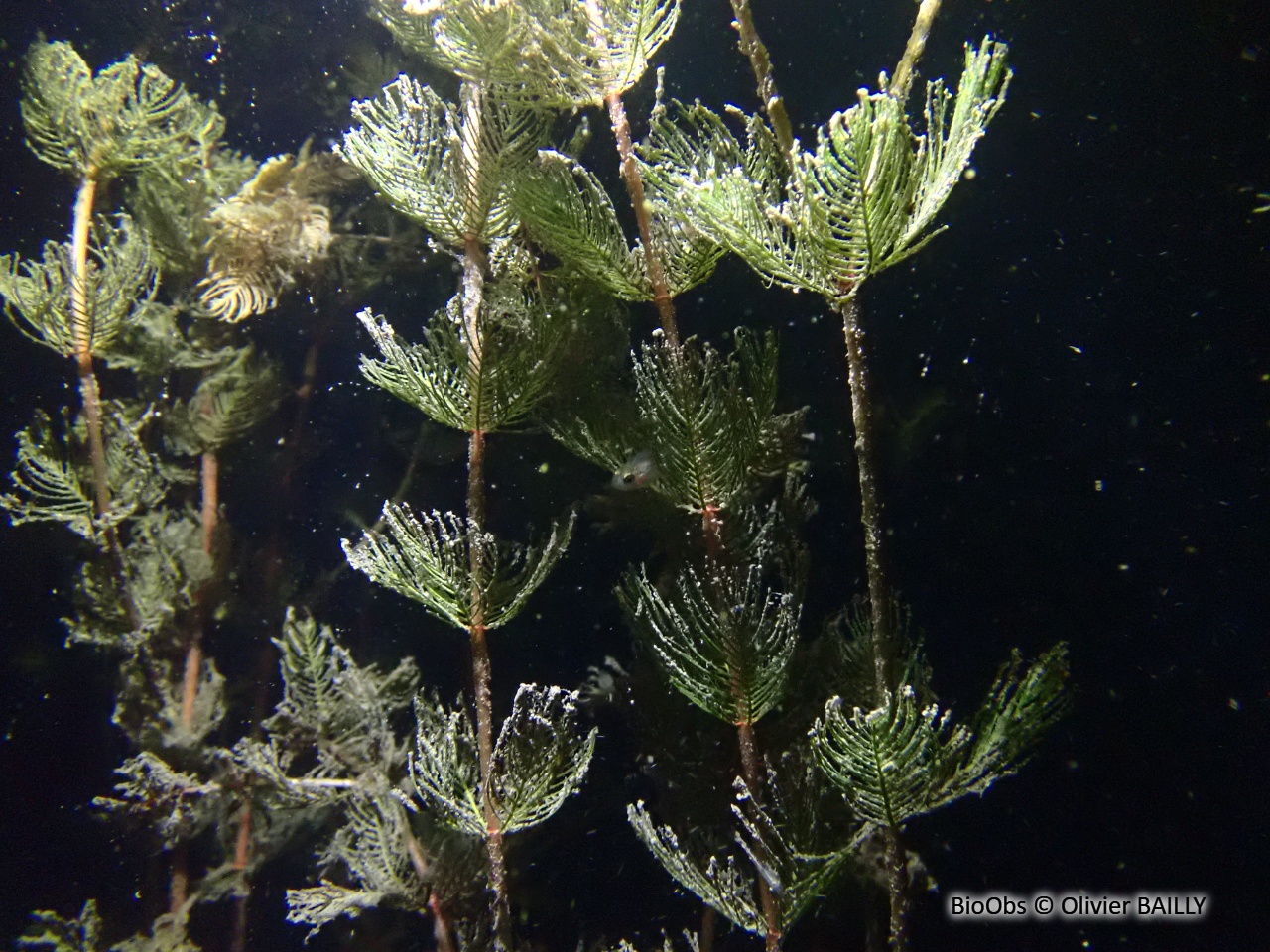 Myriophylle - Myriophyllum sp. - Olivier BAILLY - BioObs