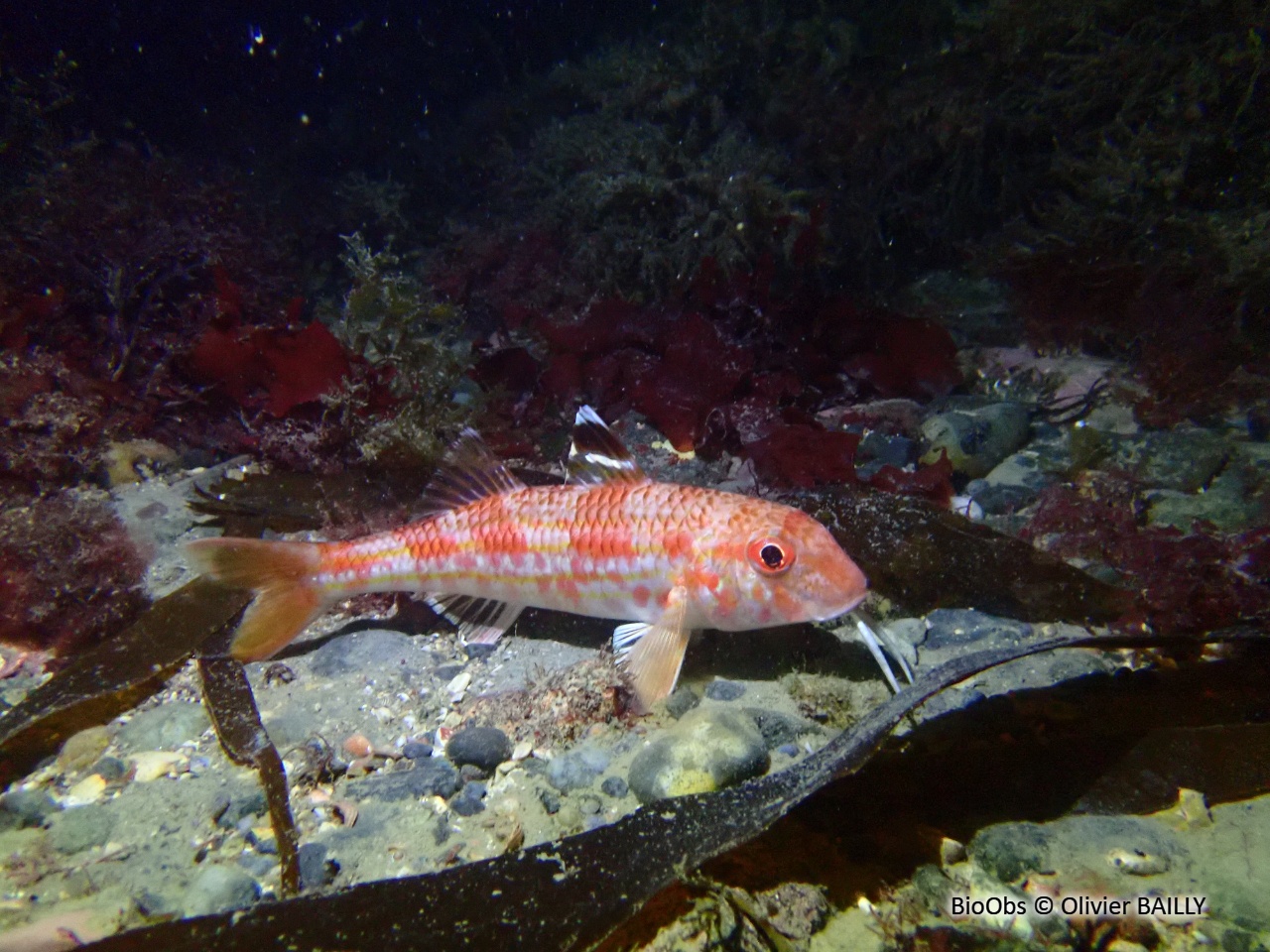 Rouget de roche - Mullus surmuletus - Olivier BAILLY - BioObs