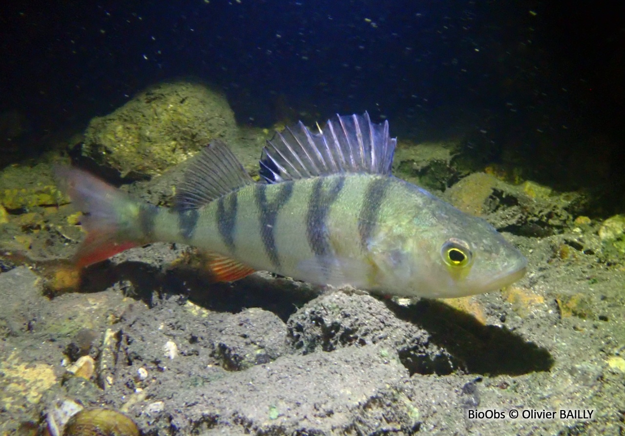 Perche - Perca fluviatilis - Olivier BAILLY - BioObs
