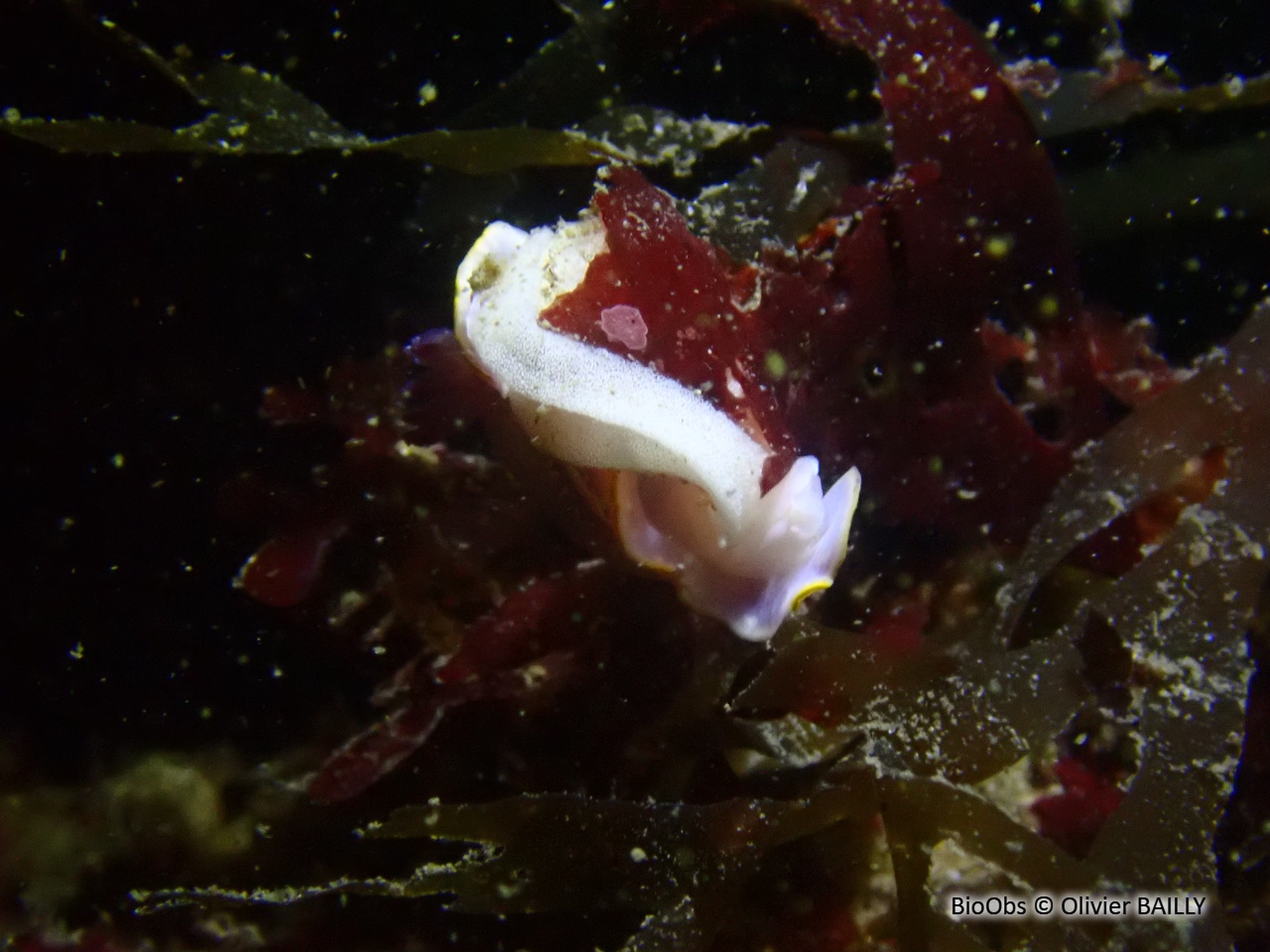 Doris de Krohn ponte - Felimida Doris de Krohn ponte - Felimida