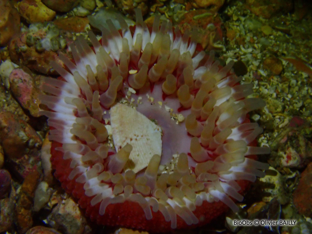 Dahlia de mer - Urticina felina - Olivier BAILLY - BioObs
