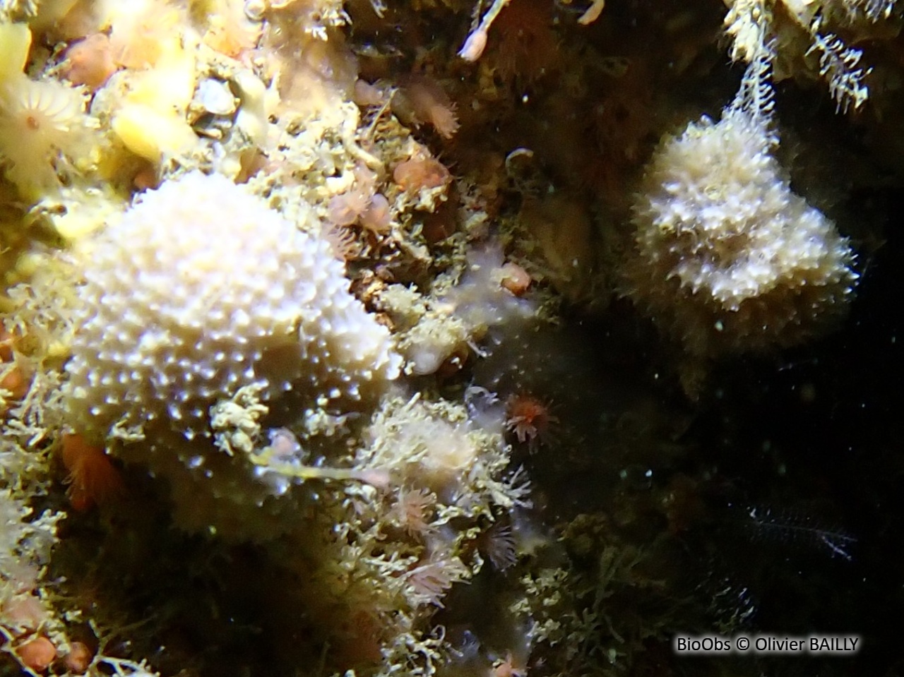 Eponge mie de pain mouillée - Dysidea fragilis - Olivier BAILLY - BioObs