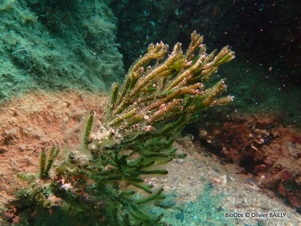Codiums branchus (famille) - Codium - Olivier BAILLY - BioObs