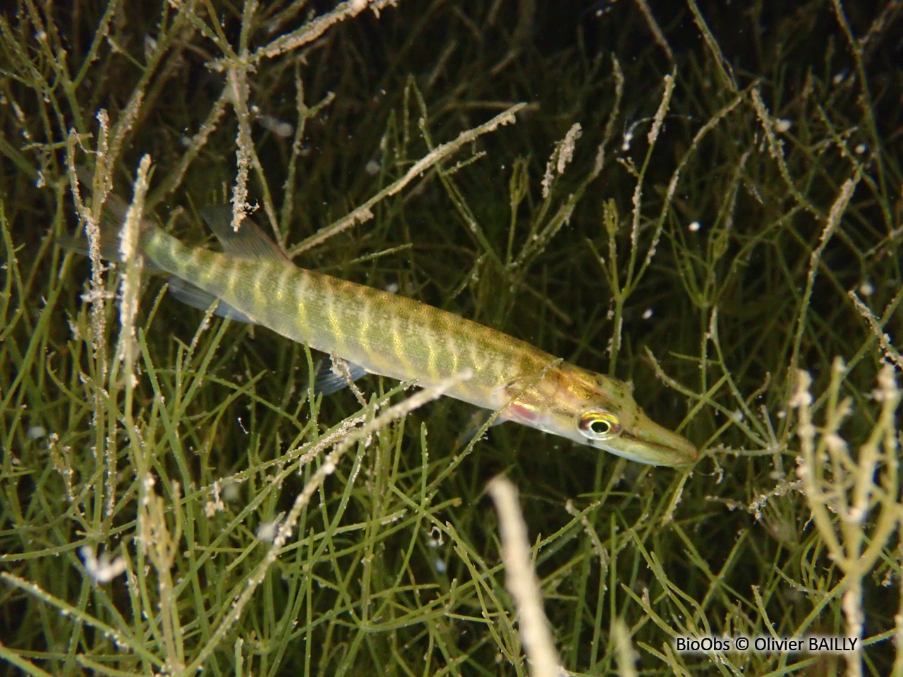 Brochet - Esox lucius - Olivier BAILLY - BioObs
