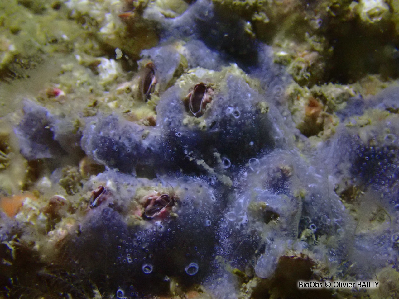 Grande balane grise - Perforatus perforatus - Olivier BAILLY - BioObs