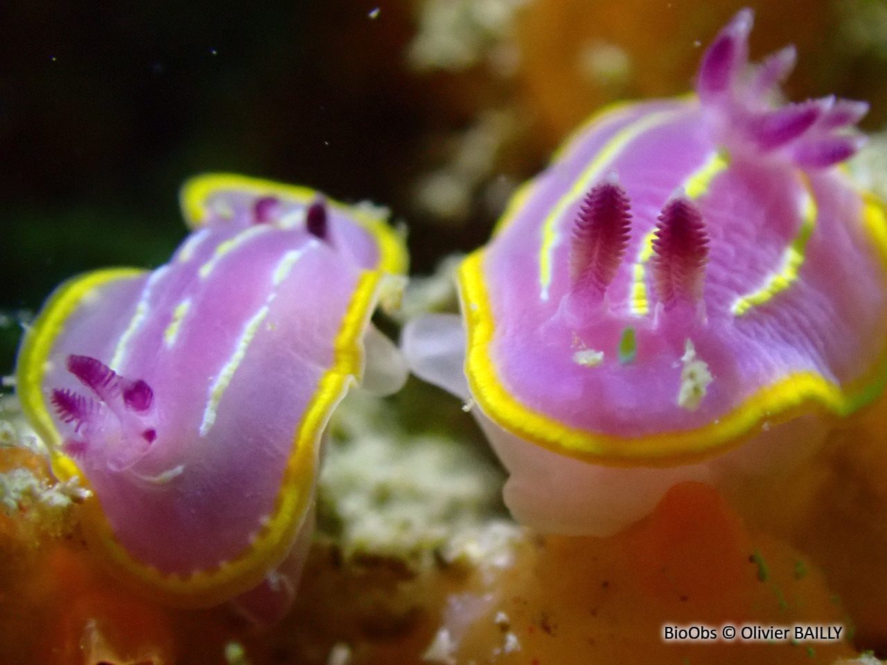 Doris de Krohn - Felimida krohni Doris de Krohn - Felimida krohni