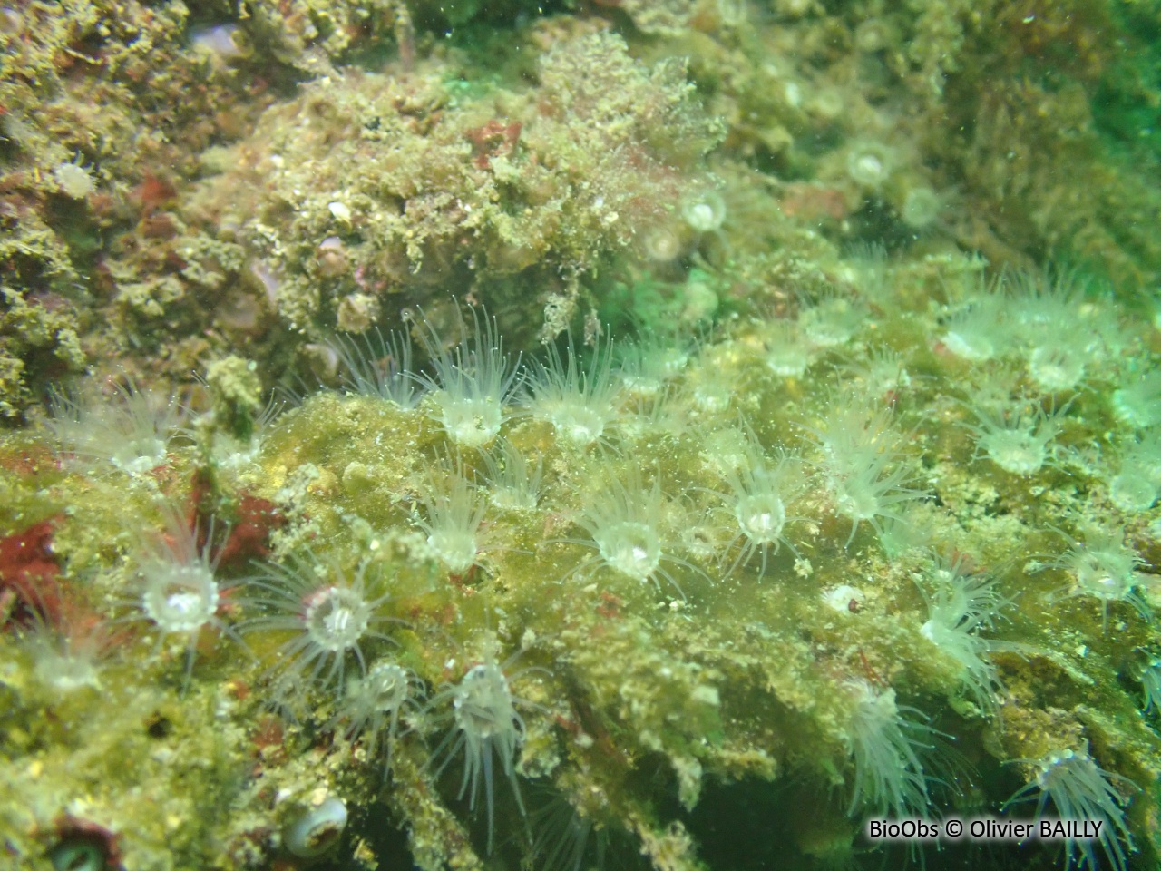 Anémone encroûtante beige - Epizoanthus arenaceus - Olivier BAILLY - BioObs