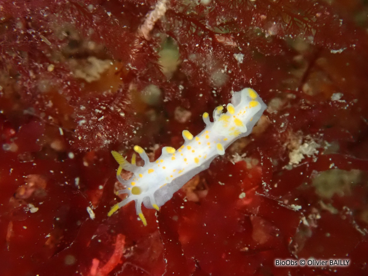 Limacia clavigère - Limacia clavigera - Olivier BAILLY - BioObs