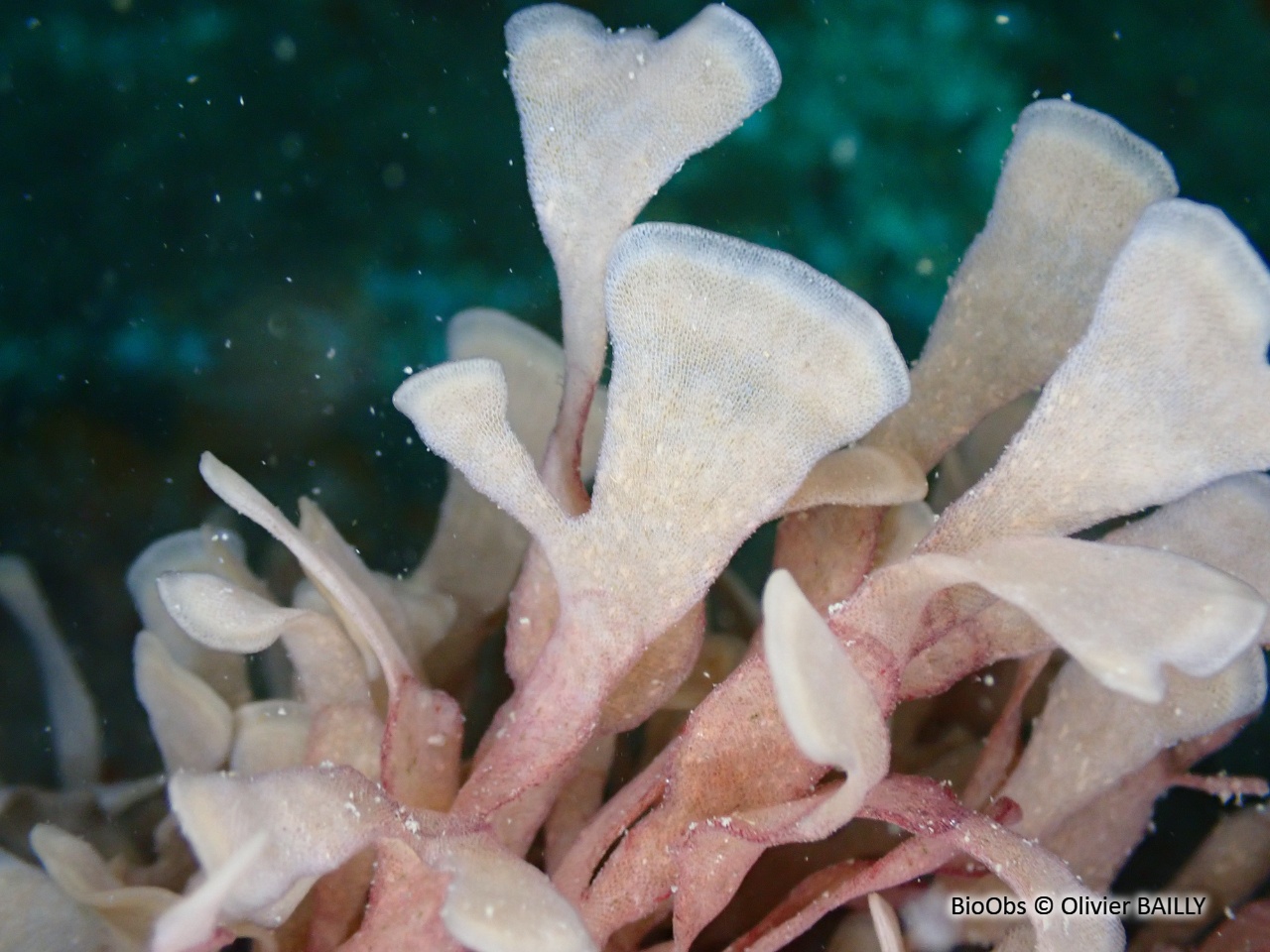 Grande flustre - Flustra foliacea - Olivier BAILLY - BioObs