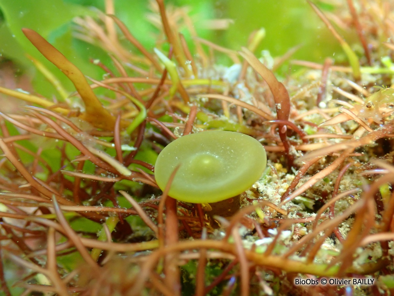 Himanthale - Himanthalia elongata - Olivier BAILLY - BioObs