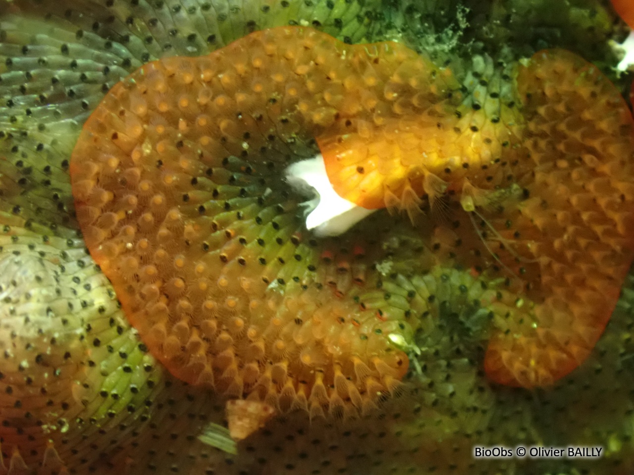 Bryozoaire orange vif et noir à points noirs - Watersipora subatra - Olivier BAILLY - BioObs