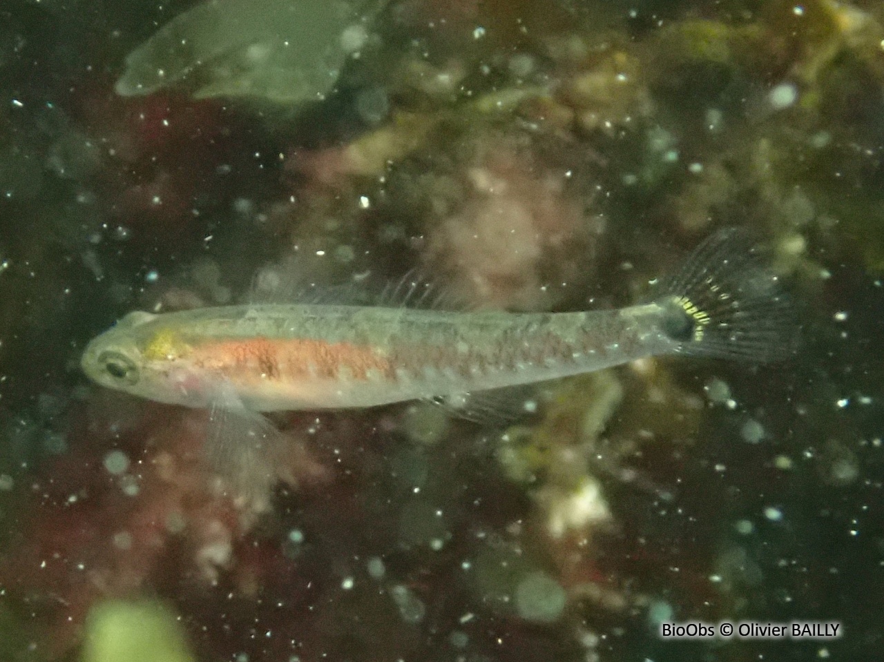 Gobie nageur - Gobiusculus flavescens - Olivier BAILLY - BioObs